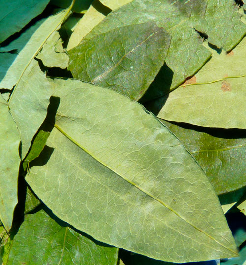 feuille de coca