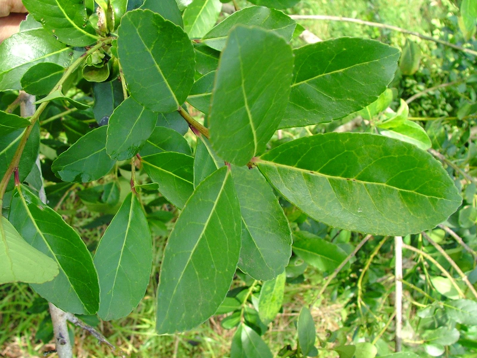 feuille de maté