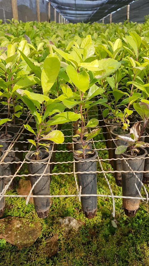 plants d'ilex paraguariensis