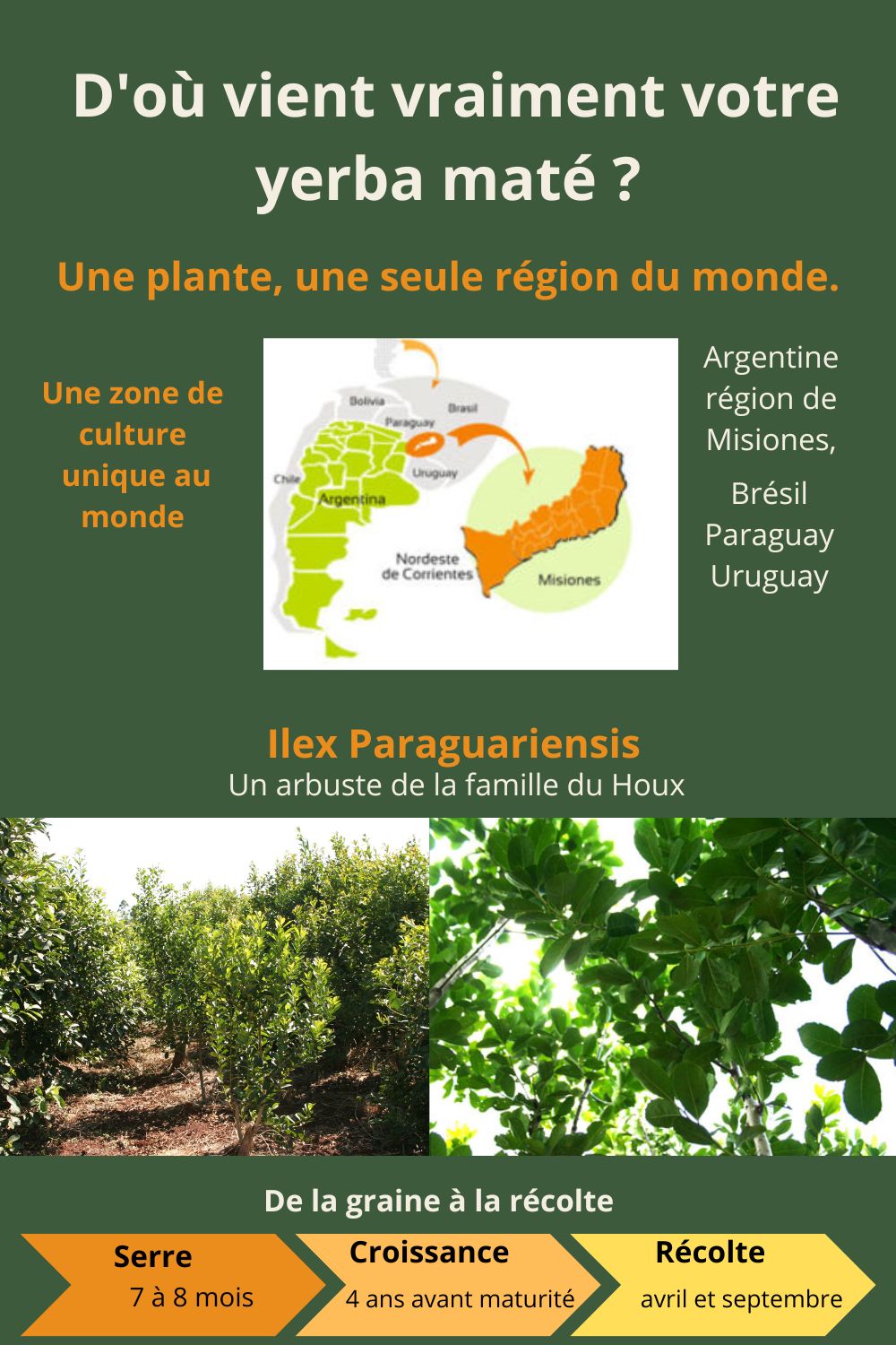 D'où vient vraiment votre yerba maté . les origine du maté D'où vient vraiment votre yerba maté . les origine du maté